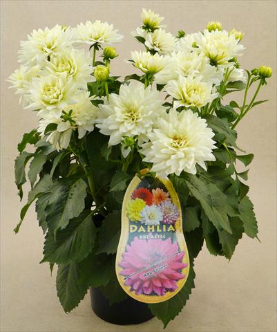 foto van een variëteit aan bloemen, te gebruiken als: Pot - en perkplant Dahlia Aztec XXL® Mayo