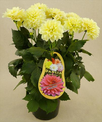 foto van een variëteit aan bloemen, te gebruiken als: Pot - en perkplant Dahlia Aztec XXL® Playa