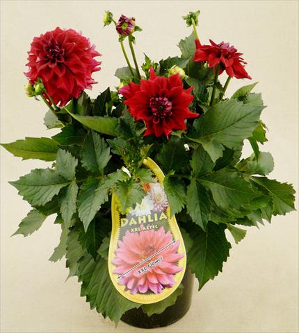 foto van een variëteit aan bloemen, te gebruiken als: Pot - en perkplant Dahlia Aztec XXL® Royo