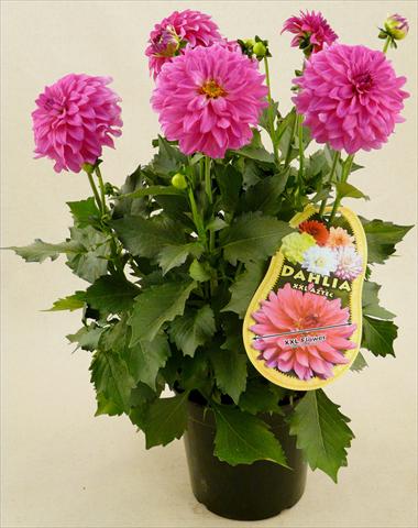 foto van een variëteit aan bloemen, te gebruiken als: Pot - en perkplant Dahlia Aztec XXL® Sonora