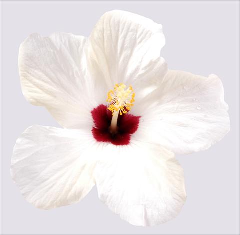 foto van een variëteit aan bloemen, te gebruiken als: Pot - en perkplant Hibiscus rosa-sinensis Cairo White