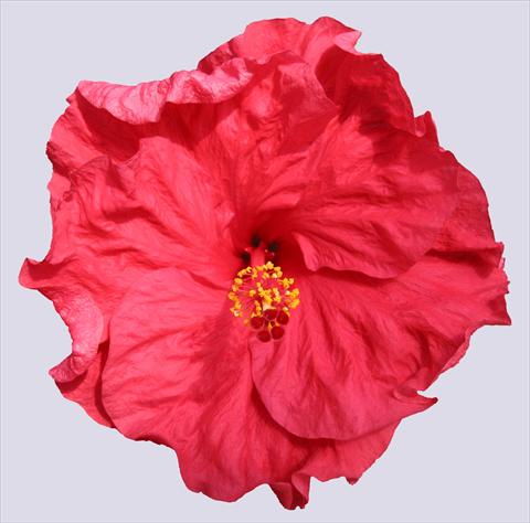 foto van een variëteit aan bloemen, te gebruiken als: Pot - en perkplant Hibiscus rosa-sinensis Helene