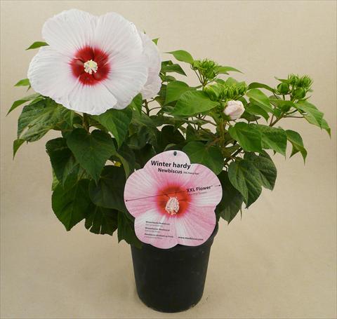 foto van een variëteit aan bloemen, te gebruiken als: Pot - en perkplant Hibiscus moscheutos Newbiscus® Eye Catcher