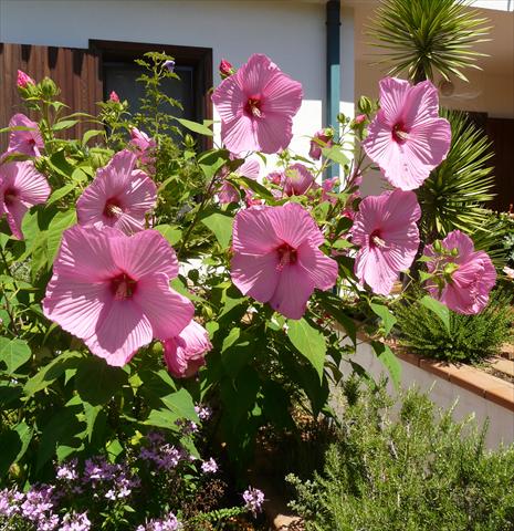 foto van een variëteit aan bloemen, te gebruiken als: Pot - en perkplant Hibiscus moscheutos Newbiscus® Mauvelous