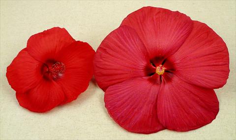 foto van een variëteit aan bloemen, te gebruiken als: Pot - en perkplant Hibiscus moscheutos Newbiscus® Red Sky