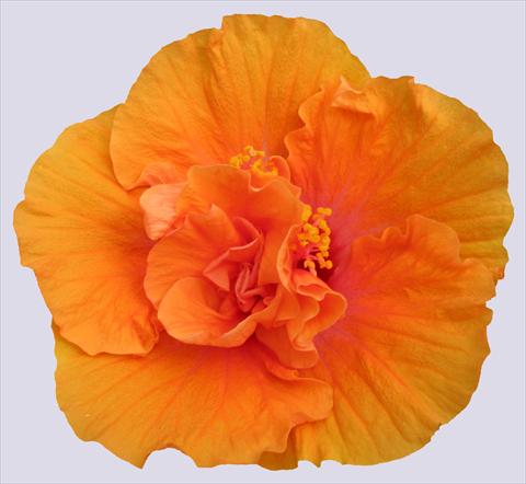 foto van een variëteit aan bloemen, te gebruiken als: Pot - en perkplant Hibiscus rosa-sinensis Ohana® Arancio Doppio