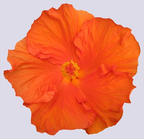 foto van een variëteit aan bloemen, te gebruiken als: Pot - en perkplant Hibiscus rosa-sinensis Ohana® Arancio
