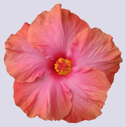 foto van een variëteit aan bloemen, te gebruiken als: Pot - en perkplant Hibiscus rosa-sinensis Ohana® Salmone
