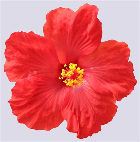 foto van een variëteit aan bloemen, te gebruiken als: Pot - en perkplant Hibiscus rosa-sinensis Sunny Cities® Porto