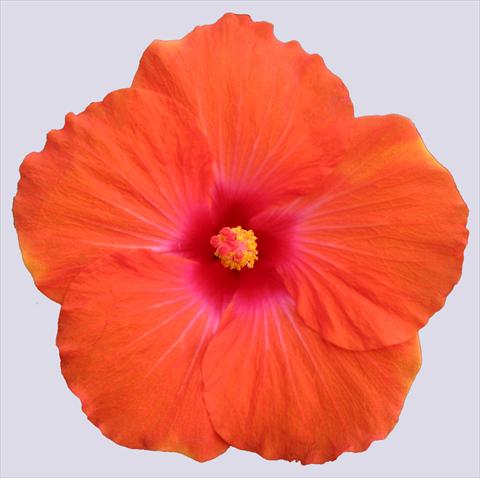 foto van een variëteit aan bloemen, te gebruiken als: Pot - en perkplant Hibiscus rosa-sinensis Trade Winds Calypso® Orange