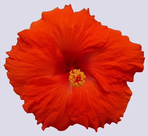 foto van een variëteit aan bloemen, te gebruiken als: Pot - en perkplant Hibiscus rosa-sinensis Trade Winds Calypso® Red