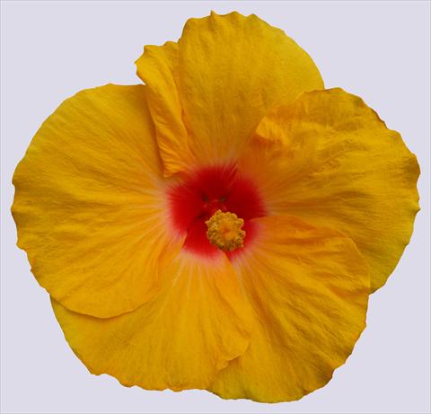 foto van een variëteit aan bloemen, te gebruiken als: Pot - en perkplant Hibiscus rosa-sinensis Trade Winds Calypso® Yellow