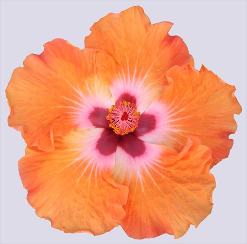 foto van een variëteit aan bloemen, te gebruiken als: Pot - en perkplant Hibiscus rosa-sinensis Trade Winds Casa Grande® Orange
