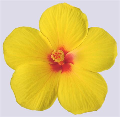 foto van een variëteit aan bloemen, te gebruiken als: Pot - en perkplant Hibiscus rosa-sinensis Trade Winds Cassiopea Wind®