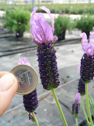 foto van een variëteit aan bloemen, te gebruiken als: Pot - en perkplant Lavandula stoechas Springbreak® Violet Lace