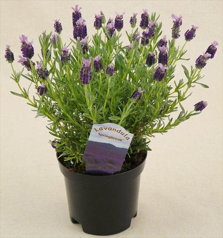 foto van een variëteit aan bloemen, te gebruiken als: Pot - en perkplant Lavandula stoechas Springbreak® Winter Bee