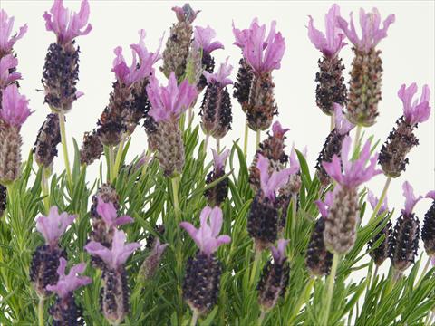 foto van een variëteit aan bloemen, te gebruiken als: Pot - en perkplant Lavandula stoechas Springbreak® Winter Lace