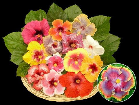 foto van een variëteit aan bloemen, te gebruiken als: Pot - en perkplant Hibiscus rosa-sinensis Jumboliscus®