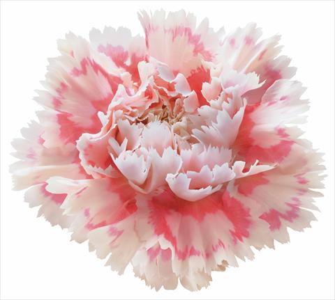 foto van een variëteit aan bloemen, te gebruiken als: Snijbloemen Dianthus caryophyllus Nobbio® Pink Delight