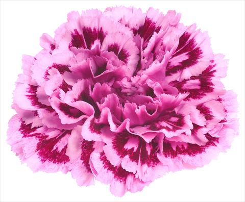 foto van een variëteit aan bloemen, te gebruiken als: Snijbloemen Dianthus caryophyllus Nobbio® Spotlight