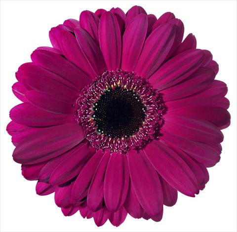 photo of flower to be used as: Pot Gerbera jamesonii Macondo