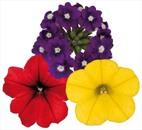 foto van een variëteit aan bloemen, te gebruiken als: Potplant, patioplant, korfplant 3 Combo ColoursGames Contrast Mix 2
