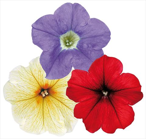 foto van een variëteit aan bloemen, te gebruiken als: Potplant, patioplant, korfplant 3 Combo ColoursGames Surfinia Contrast Mix