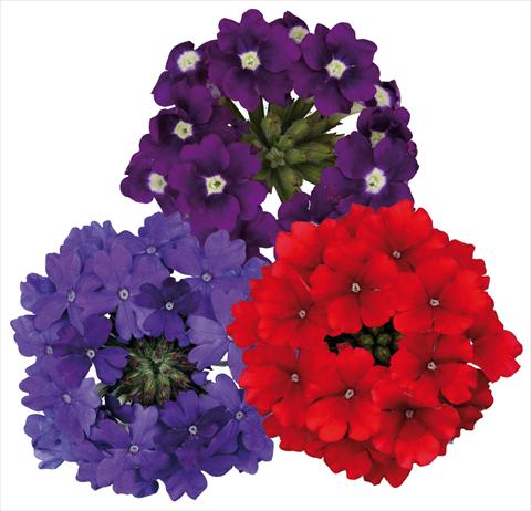 foto van een variëteit aan bloemen, te gebruiken als: Potplant, patioplant, korfplant 3 Combo ColoursGames Temari Contrast Mix