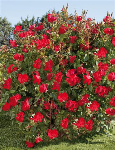 foto van een variëteit aan bloemen, te gebruiken als: Pot - en perkplant Rosa paesaggistica La Sevillana® Plus