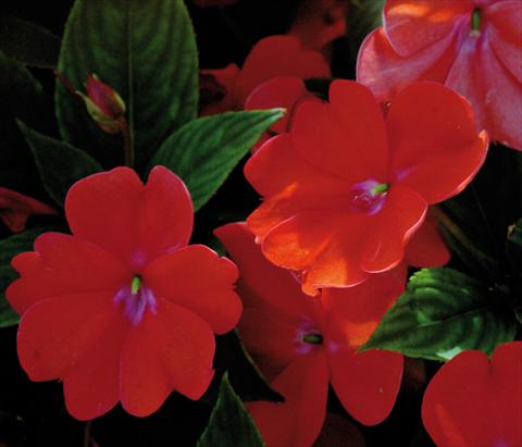foto van een variëteit aan bloemen, te gebruiken als: Pot - en perkplant Impatiens N. Guinea SunPatiens® Spreading Corona
