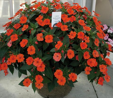 foto van een variëteit aan bloemen, te gebruiken als: Pot - en perkplant Impatiens N. Guinea SunPatiens® Vigorous Orange