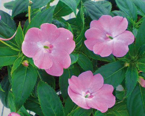 foto van een variëteit aan bloemen, te gebruiken als: Pot - en perkplant Impatiens N. Guinea SunPatiens® Vigorous Pink