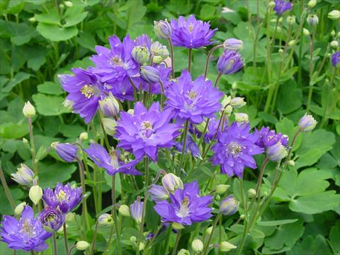 foto van een variëteit aan bloemen, te gebruiken als: Pot - en perkplant Aquilegia vulgaris Clementine Blue