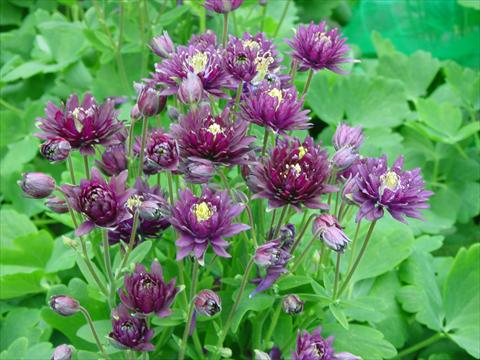 foto van een variëteit aan bloemen, te gebruiken als: Pot - en perkplant Aquilegia vulgaris Clementine Dark Purple