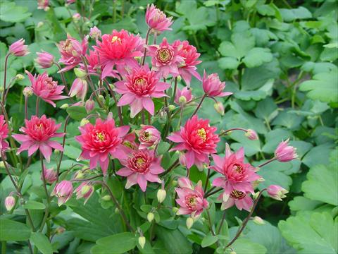 foto van een variëteit aan bloemen, te gebruiken als: Pot - en perkplant Aquilegia vulgaris Clementine Red