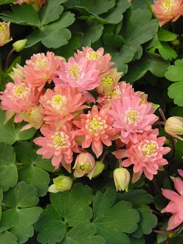 foto van een variëteit aan bloemen, te gebruiken als: Pot - en perkplant Aquilegia vulgaris Clementine Salmon Rose