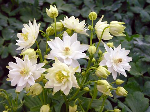 foto van een variëteit aan bloemen, te gebruiken als: Pot - en perkplant Aquilegia vulgaris Clementine White