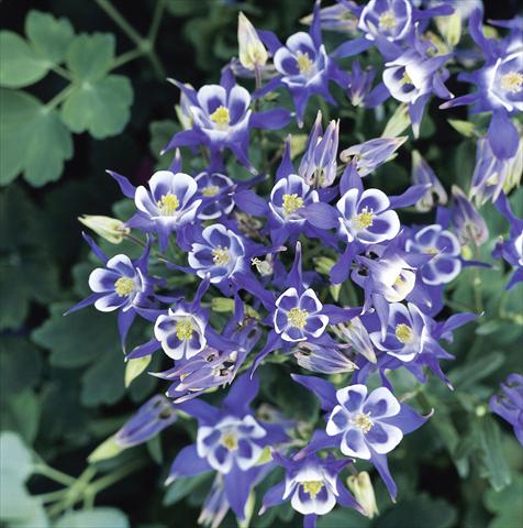 foto van een variëteit aan bloemen, te gebruiken als: Pot - en perkplant Aquilegia vulgaris Winky Blue-White Imp