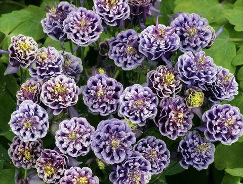 foto van een variëteit aan bloemen, te gebruiken als: Pot - en perkplant Aquilegia vulgaris Winky Double Dark Blue-White