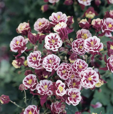 foto van een variëteit aan bloemen, te gebruiken als: Pot - en perkplant Aquilegia vulgaris Winky Double Red-White