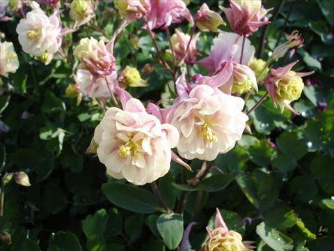 foto van een variëteit aan bloemen, te gebruiken als: Pot - en perkplant Aquilegia vulgaris Winky Double Rose-White