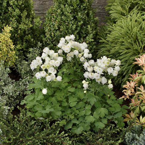 foto van een variëteit aan bloemen, te gebruiken als: Pot - en perkplant Aquilegia vulgaris Winky Double White-White