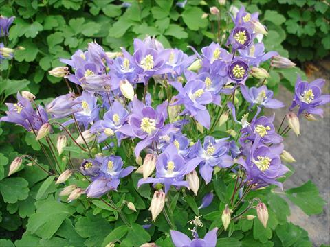 foto van een variëteit aan bloemen, te gebruiken als: Pot - en perkplant Aquilegia vulgaris Winky Early Sky Blue