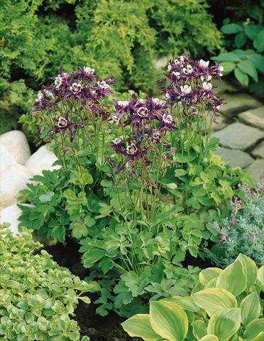 foto van een variëteit aan bloemen, te gebruiken als: Pot - en perkplant Aquilegia vulgaris Winky Purple-White