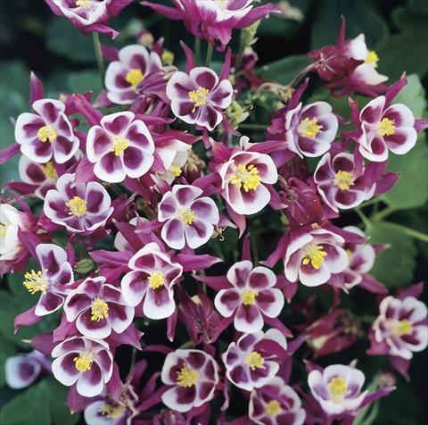 foto van een variëteit aan bloemen, te gebruiken als: Pot - en perkplant Aquilegia vulgaris Winky Red-White