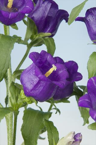 foto van een variëteit aan bloemen, te gebruiken als: Pot - en perkplant Campanula medium Campana Blue