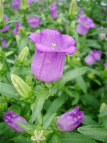 foto van een variëteit aan bloemen, te gebruiken als: Pot - en perkplant Campanula medium Campana Lilac
