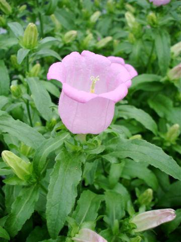 foto van een variëteit aan bloemen, te gebruiken als: Pot - en perkplant Campanula medium Campana Pink