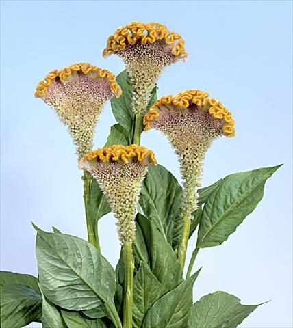 foto van een variëteit aan bloemen, te gebruiken als: Pot - en perkplant Celosia cristata Bombay Fidor