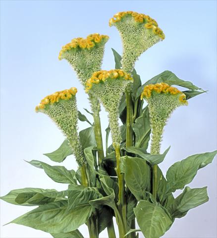 foto van een variëteit aan bloemen, te gebruiken als: Pot - en perkplant Celosia cristata Bombay Figo